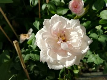 Close-up of white rose