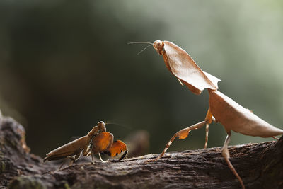 Hierodula venosa spesies mantis from borneo forest