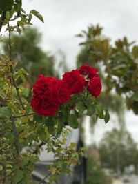 Close-up of red rose blooming outdoors