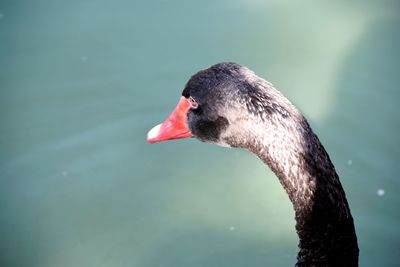 Close-up of swan swimming in lake