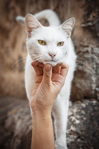 White colored domestic cat getting petted by a human