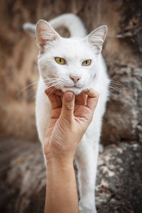 Close-up of cat