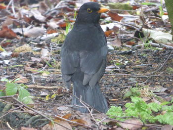 Bird perching on ground