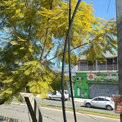 Trees by road in city during autumn