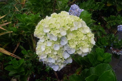 Close-up of white flowering plants