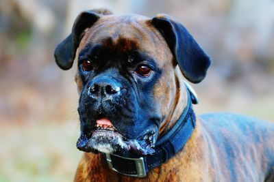 Close-up portrait of boxer dog