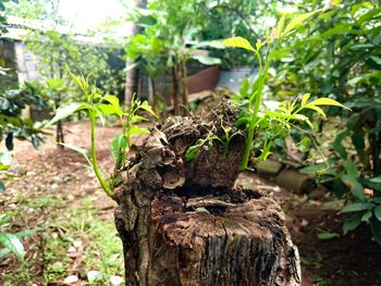 Close-up of tree trunk on field