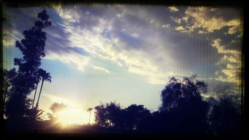 Silhouette of trees at sunset