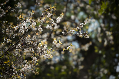 Close-up of cherry blossom tree