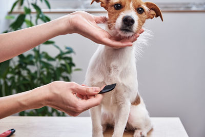 Woman brushing dog. owner combing her jack russell terrier. pet care