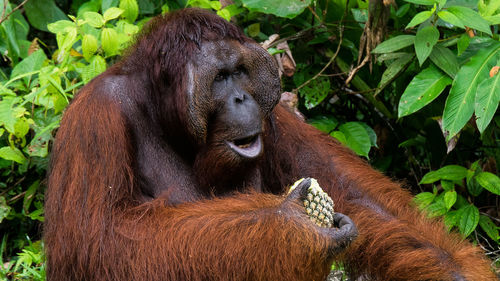 Portrait of monkey on grass