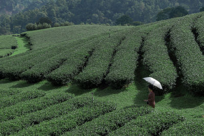 Woman holding umbrella and beautiful landscape view of green tea plantation with mountain and sky