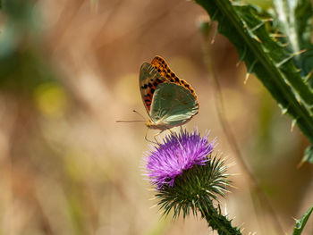 Close-up of butterfly on purple flower