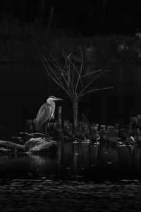 Bird perching on a lake