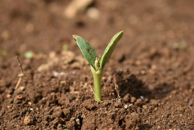 Close-up of small plant growing on field