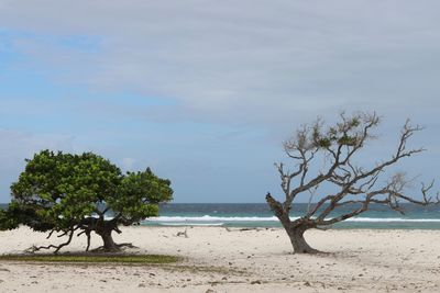 Trees on beach against sky