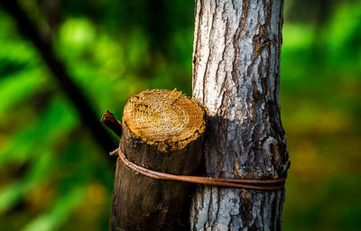 Close-up of lizard on tree trunk