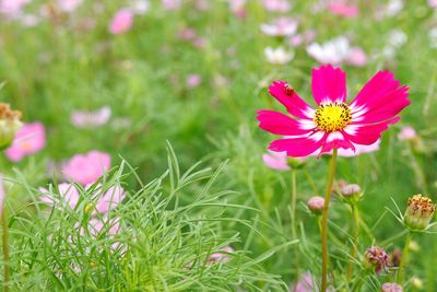 Close-up of pink cosmos flower on field