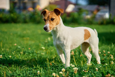 Dog walking on lawn with green grass on summer day. active pet outdoors. cute jack russell terrier