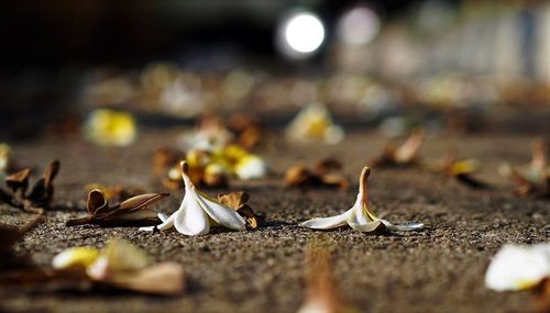 Close-up of dry autumn leaves