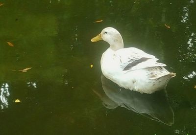 Birds in calm water