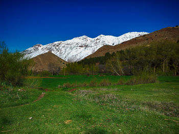 Scenic view of field against clear blue sky