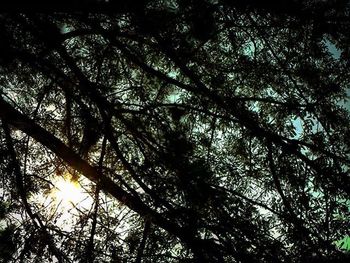 Low angle view of trees