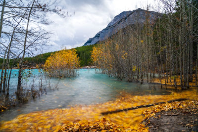 Scenic view of lake amidst trees against sky