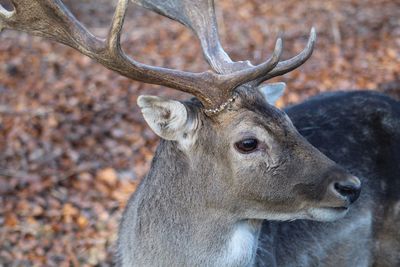 Close-up portrait of deer