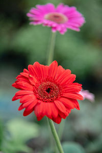 Close-up of red flower