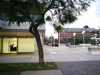 Trees in city against sky