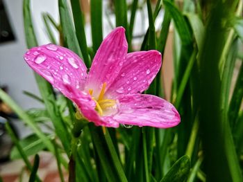 Close-up of wet pink day lily blooming outdoors