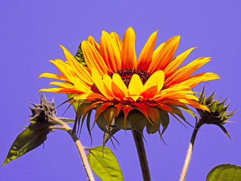 Low angle view of sunflower against sky