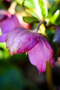 Close-up of pink flowering plant