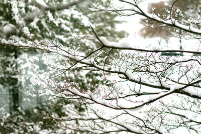 Low angle view of bare tree against sky