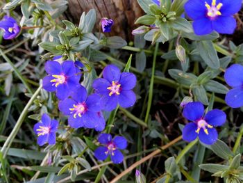 Close-up of purple flowers