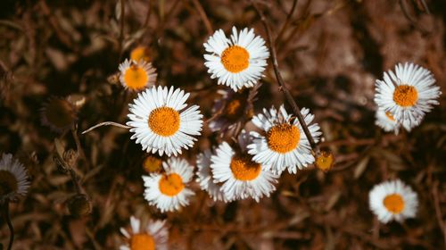 Close-up of white flowering plants on field