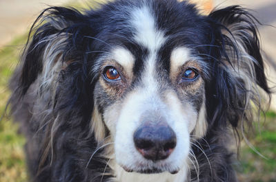 Close-up portrait of dog