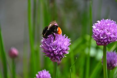 Close-up of bee pollinating on pink flower