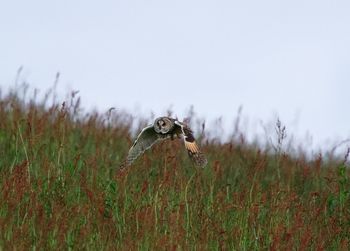 Bird on field