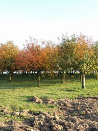 Trees on landscape against clear sky