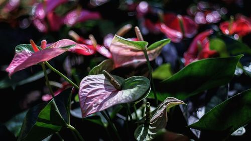 Close-up of leaves at night