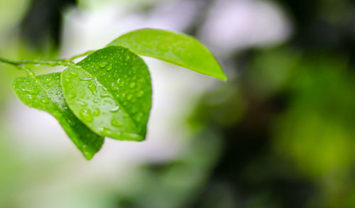 Close-up of wet plant leaves