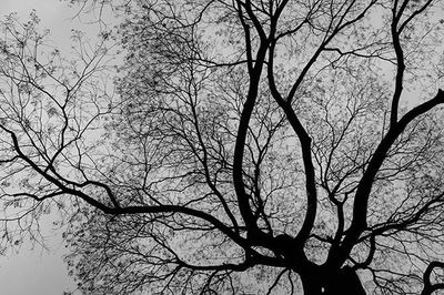 Low angle view of bare trees against sky
