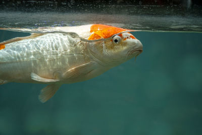 Close-up of fish swimming in water