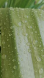 Close up of leaf