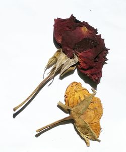 Close-up of dry leaf against white background