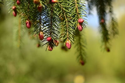 Close-up of caterpillar on tree