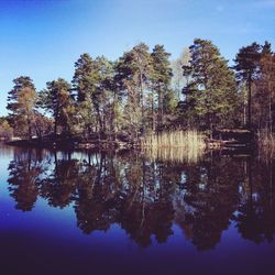 Reflection of trees in calm lake