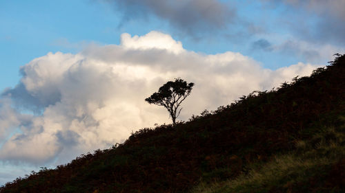 Low angle view of trees against sky